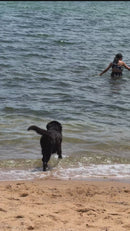 Makroo Pet Shampoo and Conditioner 500ml